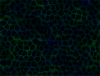 mvtitle149