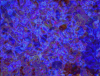 mvtitle190
