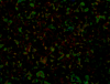 mvtitle195