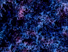 mvtitle211