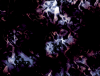 mvtitle259