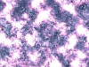mvtitle279